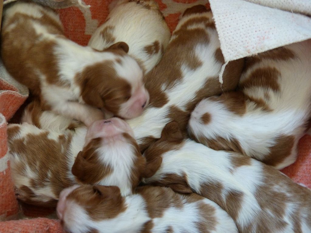 chiot Cavalier King Charles Spaniel des brumes de Garonne