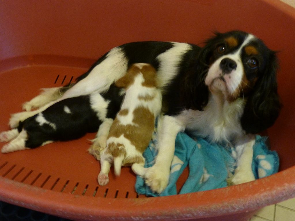 chiot Cavalier King Charles Spaniel des brumes de Garonne