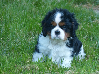 des brumes de Garonne - Cavalier King Charles Spaniel - Portée née le 14/05/2024