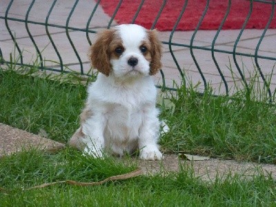 des brumes de Garonne - Cavalier King Charles Spaniel - Portée née le 19/09/2021