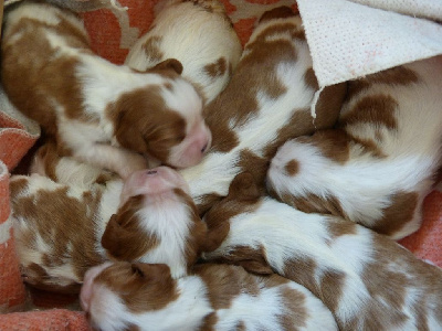 des brumes de Garonne - Cavalier King Charles Spaniel - Portée née le 23/09/2022