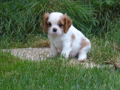 des brumes de Garonne - Cavalier King Charles Spaniel - Portée née le 25/05/2024