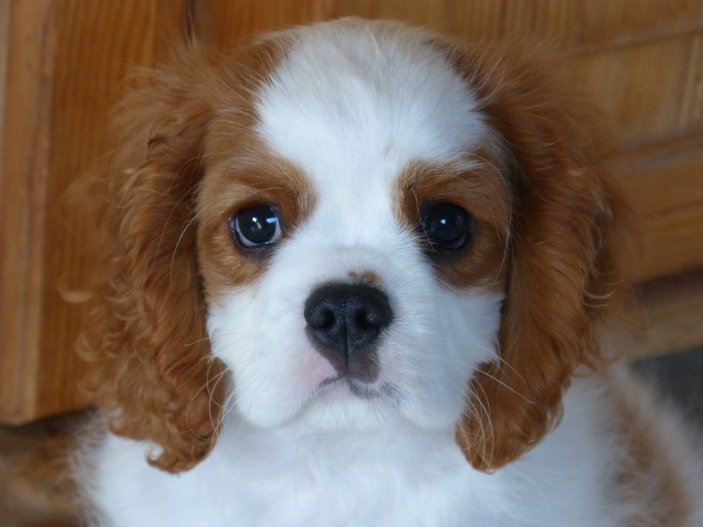 des brumes de Garonne - Cavalier King Charles Spaniel - Portée née le 27/03/2023